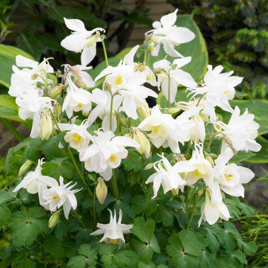 Akelei 'Spring Magic White'
