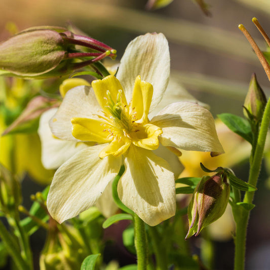 Akelei 'Spring Magic Yellow'