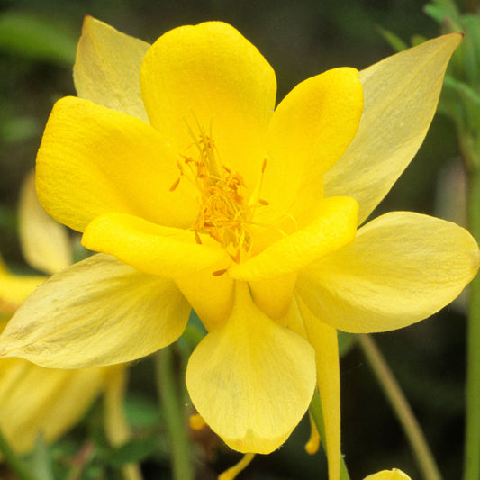 Akelei 'Yellow Queen'