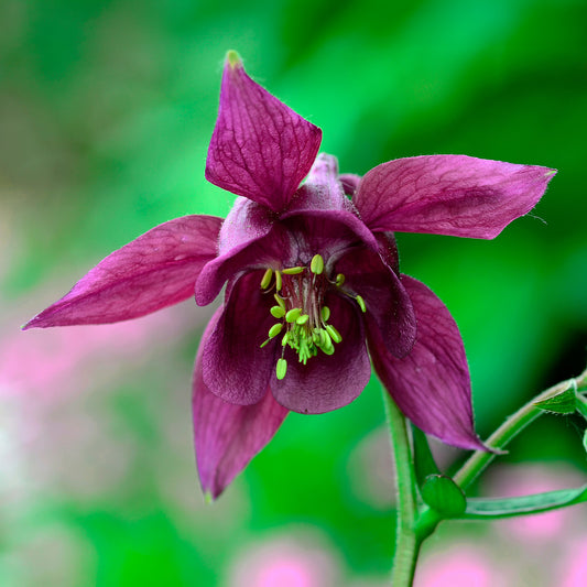 Schwarzviolette Akelei