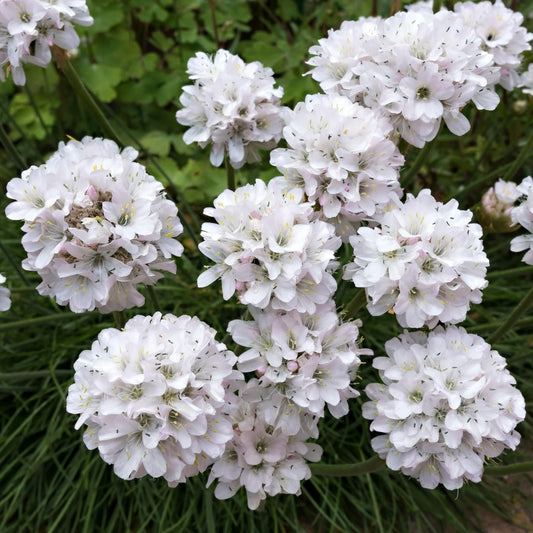 Grasnelke 'Alba'