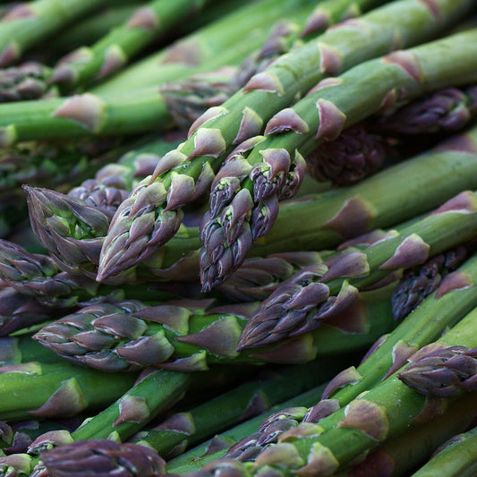 Spargel 'Gijnlim'