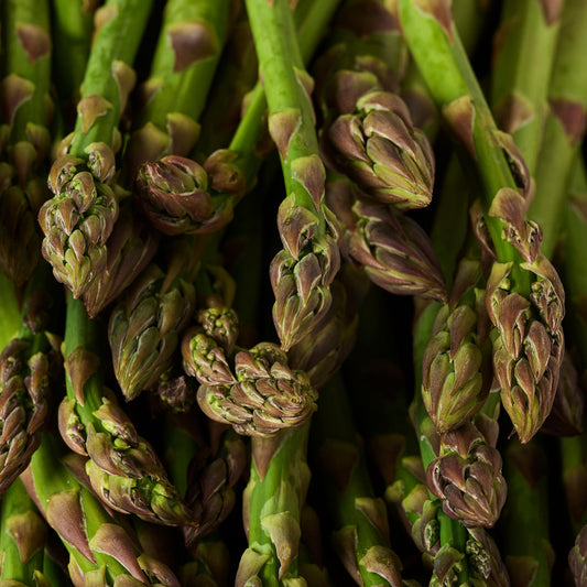 Spargel 'Mondeo'