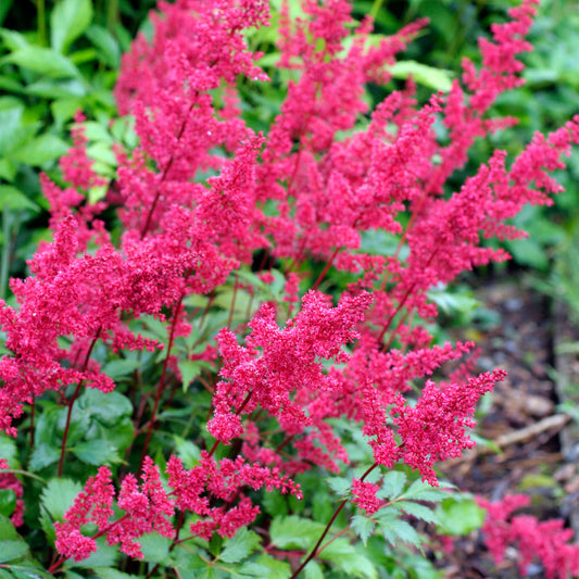 Astilbe 'Fanal'