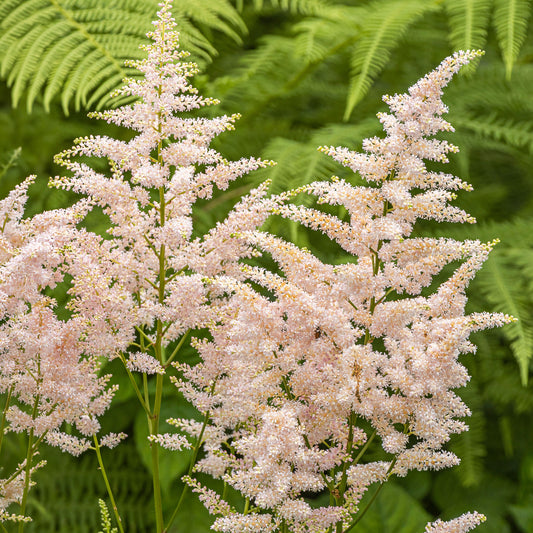 Prachtspiere 'Peach Blossom'