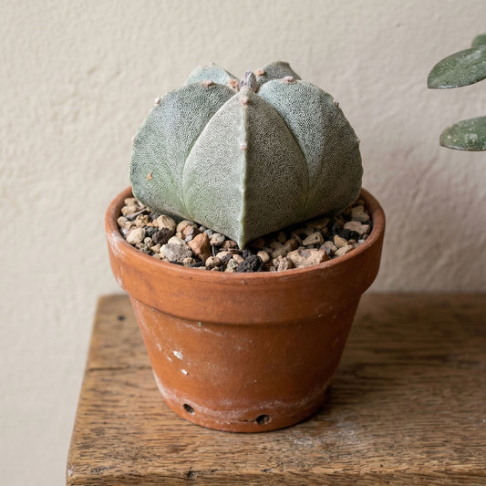 Astrophytum myriostigma