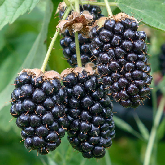 Blackberry 'Columbia Star'