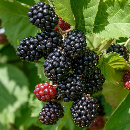 Blackberry 'Loch Tay'