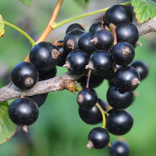 Blackcurrant 'Goliath'
