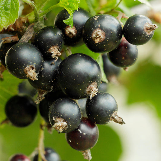 Blackcurrant 'Noiroma'