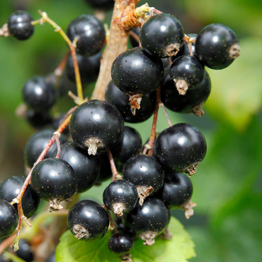 Blackcurrant 'Wellington'