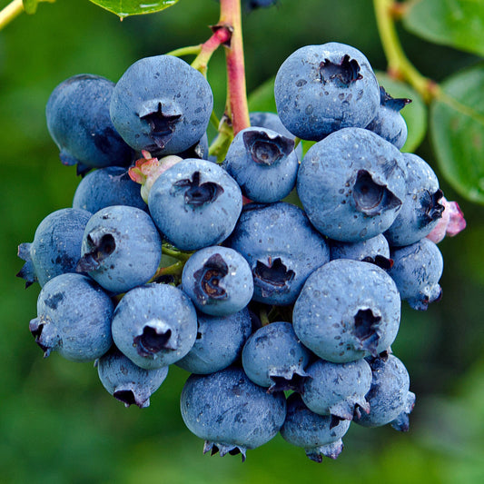 Heidelbeere 'Miniblue'