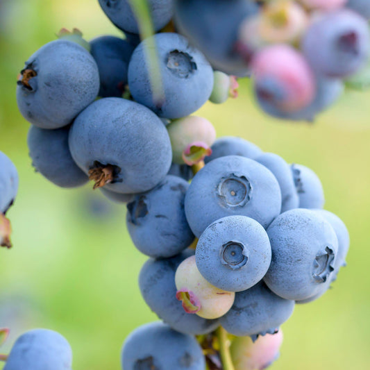 Heidelbeere 'Patriot'