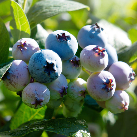 Heidelbeere 'Sierra'