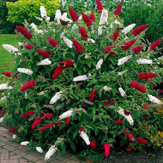 Buddleia Duo Red and White