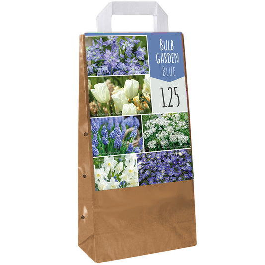 Blumenzwiebel-Mix in Blau