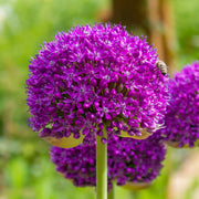 Allium 'Lila Sensation'