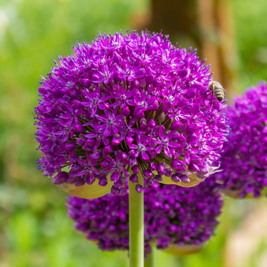 Zierlauch Allium 'Purple Sensation'