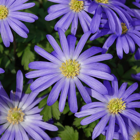 Blaue Strahlen-Anemone (Anemone blanda)