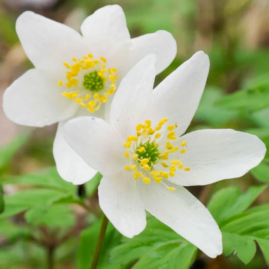 Anemone nemorosa