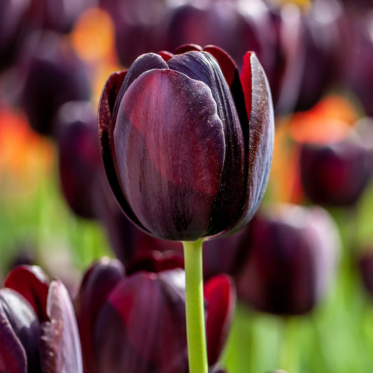 Tulpe 'Queen of Night'
