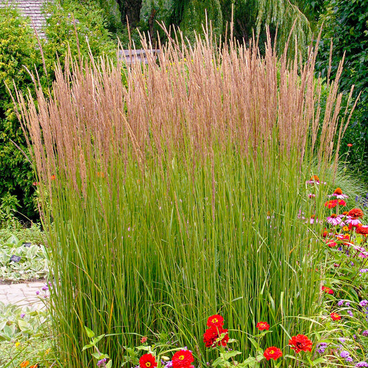Calamagrostis 'Karl Foerster'
