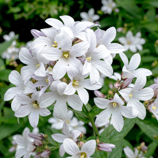 Glockenblume 'Alba'