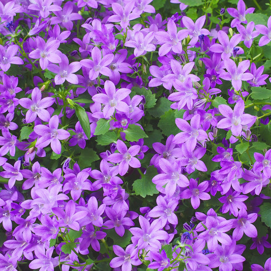 Polster-Glockenblume