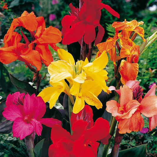 Blumenrohr-Zwiebel-Mix (Canna)