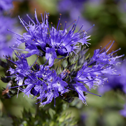 Bartblume 'Kew Blue'
