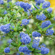 Säckelblume 'Italian Skies'