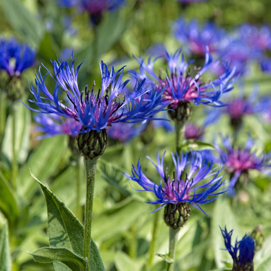Berg-Flockenblume