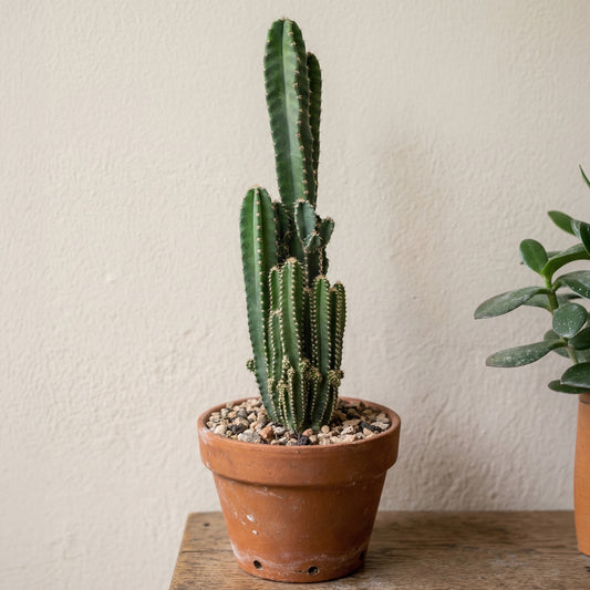 Cereus peruvianus 'Florida'