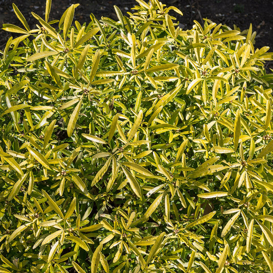 Orangenblume 'Aztec Gold'