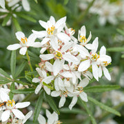 Orangenblume 'White Dazzler' (Choisya)