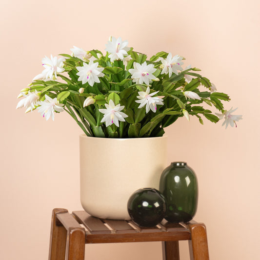 White Christmas Cactus