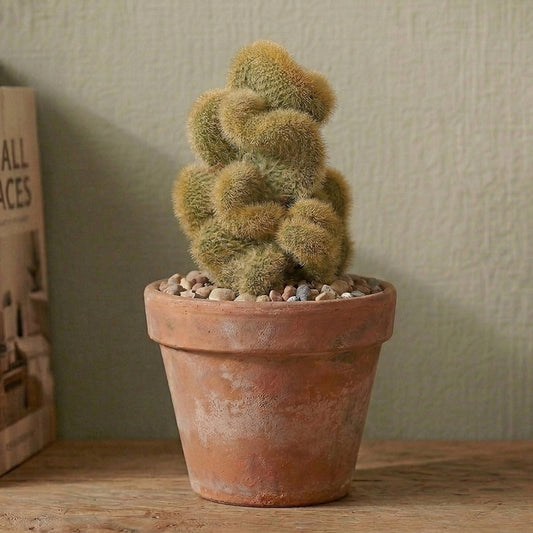 Cleistocactus winteri 'Cristata'