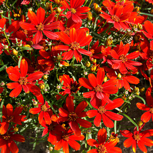 Mädchenauge 'Ladybird'