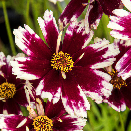 Mädchenauge 'Ruby Frost'