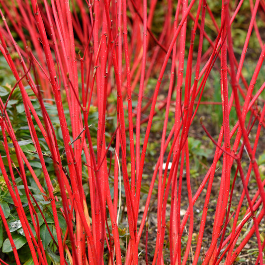 Hartriegel 'Sibirica'