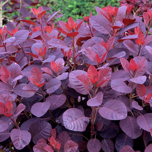 Perückenstrauch (Cotinus 'Royal Purple')