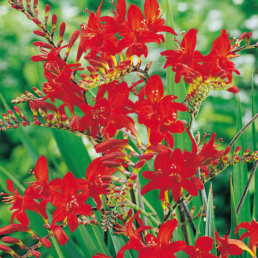 Montbretien-Zwiebeln 'Lucifer' (Crocosmia)