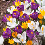 Krokus Großblumiger Garten-Mix