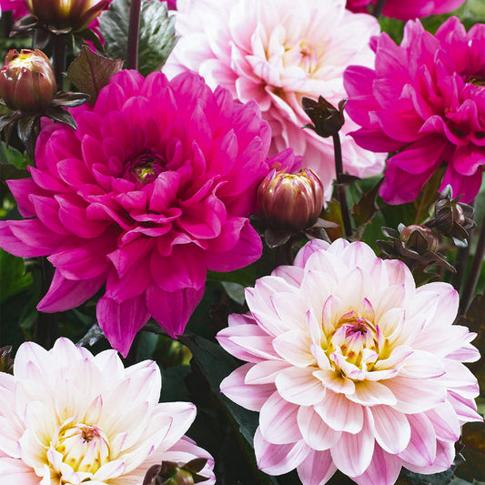 Dahlie ‚Adorable‘