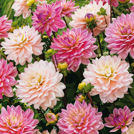 Dahlie ‚Ballerina Of Ruffles‘