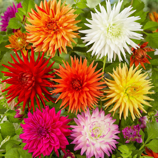 Kaktus-Dahlien 'Mix' (Dahlia)
