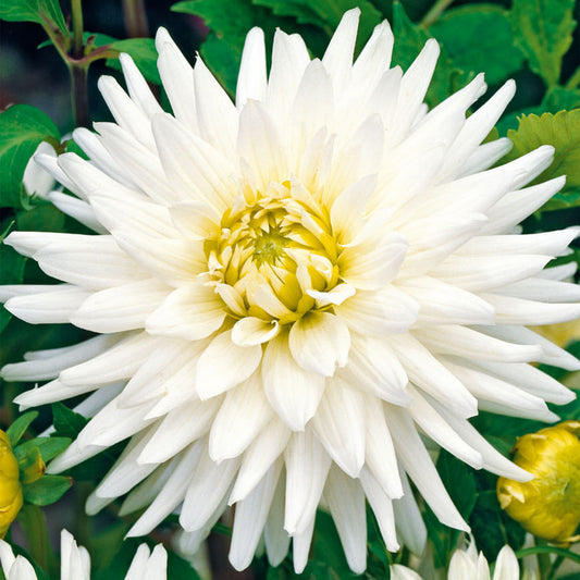 Dahlie ‚Cactus White‘