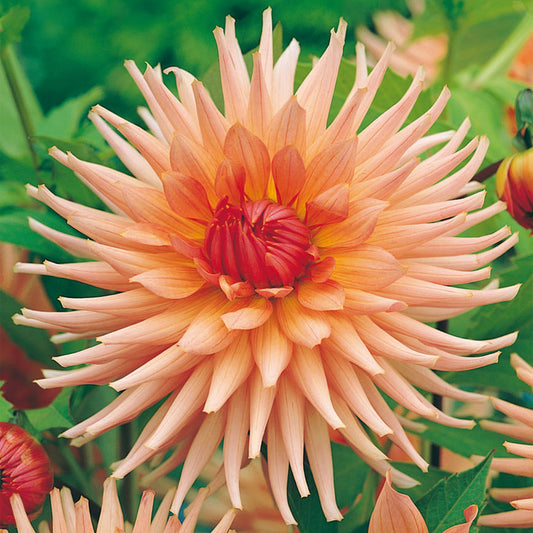 Dahlie ‚Cactus Zalm‘