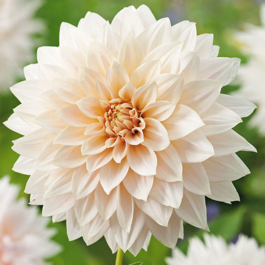 Dahlie ‚Cafe Au Lait‘