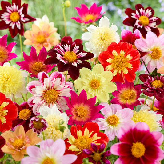 Dahlia 'Collarette' Mix